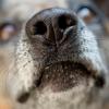 «Der Hund gilt als Supernase. Aber bislang wurden bei Hunden erst 15 Düfte daraufhin getestet, ab welchem Schwellenwert sie wahrgenommen werden. Und bei fünf dieser Düfte war der Mensch sensitiver», sagen die Forscher.