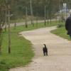 Auf dem abendlichen Spaziergang stirbt der Hund einer 44-Jährigen auf tragische Weise. 