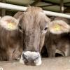 Tierschützer hatten im Juli Aufnahmen von misshandelten Tieren in einem Bad Grönenbacher Milchviehbetrieb veröffentlicht. Nun sind weitere Details bekannt geworden. 