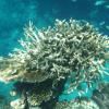 Ein Großteil der Korallen am Great Barrier Reef ist von der Korallenbleiche betroffen. Damit geht auch eines der beliebtesten Tauchreviere der Welt verloren.