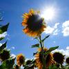 Diese Sonnenblumen auf dem Feld nahe Kaisheim strahlen mit der Sonne um die Wette. Der Juli war im Landkreis Donau-Ries ein Hochsommermonat.