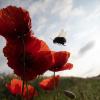 Das deutschlandweite Insektensterben schreitet selbst in Naturschutzgebieten weiter voran.