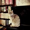 Katze Lotte hat es sich zwischen den Büchern der Schlegelschen Buchhandlung in Weißenhorn gemütlich gemacht.