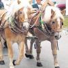 Wunderschöne Pferde, Kutschen und Festwagen sind am 5. November wieder in Reichling zu sehen. 