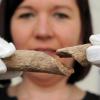 Anthropologin Bettina Jungklaus zeigt   (Brandenburg) den Trümmerbruch eines zerschlagenen Langknochens. Bei archäologischen Grabungen in Groß Pankow wurde erstmalig ein vollständiges Skelett eines Geräderten gefunden.