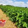 Die Erdbeerernte hat begonnen. Wer Erdbeeren selbst pflückt, wie hier auf der Plantage am Rieser Sportpark, unterstützt die heimischen Obstbauern.