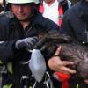 Nach einem Brand in Lechhausen retteten Feuerwehrleute einen Hund und reanimierten ihn. Das stößt deutschlandweit auf Interesse. 