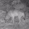 Ein Wolf wurde im Landkreis Unterallgäu fotografiert.