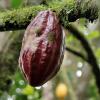 Kakao-Frucht am Baum -Allgäuerin Andrea Mast hat in der Frucht ihre Berufung gefunden. (Foto: Heike Sonnberger dpa)