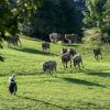 Spätestens Ende September, Anfang Oktober geht es zurück ins Tal. Die Hirten blicken zufrieden auf den Sommer.