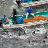 Delfine werden, wie hier im Januar 2014, auch dieses Jahr wieder im japanischen Taiji gejagt.