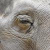 Targa ist der älteste Elefant Europas. Auch wenn ein britischer Zoo den Rekord für sein Tier beansprucht: Nur Targas hohes Alter ist sicher dokumentiert.