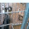 Die Zustände im Tierheim Lechleite waren bis zur Schließung im Jahr 2019 immer wieder kritisiert worden. 