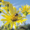 Um den Bienen den Lebensraum nicht zu entziehen, will die Gemeinde Rennertshofen auch künftig darauf achten, dass es nach Möglichkeit genügend Blumen auf öffentlichen Flächen gibt.  