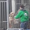 Ein Helfer des Tierheims kümmert sich um einen der Hunde auf dem Anwesen.