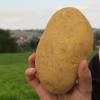 Tolle Knolle: Um die Kartoffel dreht sich der Programmpunkt auf dem Kräuterlandhof Spaun. 