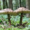 Dekorativ sind sie alle, essbar nicht: Nach Pilzen muss man im Wald derzeit nicht lange suchen. Unsere Fotografin hat Parasol, ...