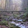 Umgestürzte und abgestorbene Bäume, viel totes Holz. Die „Ammerleite“ bei Peiting, durch die der Talbach fließt, ist das 160. Naturwaldreservat in Bayern.