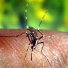 Malaria wird durch eine Steckmücke auf den Menschen übertragen.