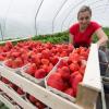 Erdbeeren werden immer häufiger in Folientunneln angebaut.