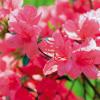 Sie möchten Rhododendron in ihrem Garten pflanzen? Hier finden Sie Tipps zur Pflege sowie Infos zum Standort, zur Blütezeit und zum richtigen Boden.
