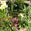 Pünktlich zum Frühlingsanfang am 20. März blühten schon die Osterglocken in so manchen Gärten. Eine solche Blumenpracht ist zwar schön anzusehen, allerdings hat der milde Winter auch negative Auswirkungen auf Natur, Mensch und Tier.  	