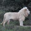 Weiße Löwen sind eine Laune der Natur. In einem Private Game am Eastern Cape gibt es ein Zuchtprogramm für sie.