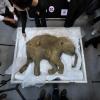 Sein Name ist Ljuba und es ist 42.000 Jahre alt: Jetzt wird das kleine, mumifizierte Wollhaar-Mammut in Hong Kong in einer Ausstellung gezeigt. Ljuba ist das am besten erhaltene Baby-Mammut der Welt. Gefunden wurde es vor fünf Jahren von einem sibirischen Rentierhirten auf der Halbinsel Jamal.   