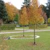 Diese kreisförmige Urnengrabanlage für Erdbestattung rund um einen Baum gibt es im Krumbacher Westfriedhof. 