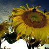 Hummeln saugen in Tittmoning (Oberbayern) den Nektar aus einer Sonnenblume.