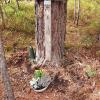 An der Stelle, an der am 30. September 1983 ein Pilzsammler nahe Allersberg (Landkreis Roth) die Leiche von Simone Langer fand, erinnert noch immer ein Holzkreuz an das Mordopfer.