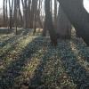 Große Teppiche mit Märzenbechern gibt es bei uns im Landkreis vor allem in den Auwäldern. Der Höchstädter Elmar Greck hat die Frühlingsknotenblume im östlichen Landkreis Dillingen fotografiert.  	