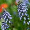 Traubenhyazinthen gehören neben Blausternchen und Kegelblume nach Ansicht von Gartenexpertin Marianne Scheu-Helgert zu den frühblühenden Bienenfreunden.