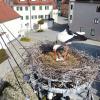 Tilly oder Milly - wer kann das schon sagen - rückt hier gerade die Eier im Horst nahe dem Rainer Rathaus zurecht.