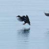 Die Vogelgrippe-Gefahr schien nachzulassen. Nun gibt es einen neuen Fall auf der Insel Ummanz in Mecklenburg-Vorpommern - bei einem Wildvogel.