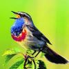 Das Blaukehlchen ist ein farbenprächtiger Vogel, der in der Mertinger Höll und in den Gebieten ringsum wieder häufiger vorkommt. Foto: Heinz Tuschl/Naturfotoarchiv Willner