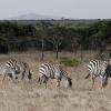 Gruppenbild mit Zebras – auch sie fürchten sich vor menschlichen Stimmen mehr als vor Löwen.