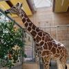 Der Augsburger Zoo empfängt bereits seit längerem wieder Besucher. Die Tierhäuser blieben aber geschlossen. Das ändert sich nun.