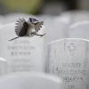 Ein Blauhäher landet auf einem Grabstein auf dem Arlington National Cemetery. Wenig später schmücken die Mitglieder des 3.US-Infanterieregiments die Gräber zum Memorial Day mit US-Fahnen.