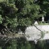 Neben der großen Stammhälfte des umgestürzten Baums an der Kahnfahrt liegt nun auch der kleinere Stamm der Robinie im Wasser.  