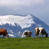 Wegen eines kühlen und nassen Monats Mai verzögert sich der Almauftrieb in Bayern.