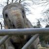 Der Augsburger Zoo bleibt heute wegen des Sturms geschlossen. Archivbild