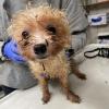 Dieser Hund ist aus einer Wohnung in Unterrieden geborgen worden. Er wurde von einem Tierarzt untersucht.