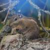 Fünf kleine Streifenhörnchen erblickten vor wenigen Tagen im Zoo Augsburg das Licht.