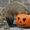 Vorbereitung für Halloween: Ein Nasenbär im Zoo von Budapest testet, was so in dem Kürbis steckt.