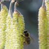 Chemikalien auf Feldern und gefährliche Varroamilben: Bienen haben es im 21. Jahrhundert nicht leicht.