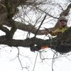 Der Baumpfleger Christopher Busch sägt in den Baumwipfeln Totholz ab, in denen sich Eichenprozessionsspinner einnisten können. 