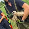 Ein junger Storch drohte in der Schmutter bei Neusäß zu ertrinken. Zum Glück konnten Einsatzkräfte der Neusässer Feuerwehr das Tier rechtzeitig retten.