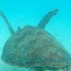 Eine grüne Meeresschildkröte schwimmt an Howick Island (Australien) vorbei.