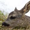 Nachdem im Maienwald bei Söflingen ein totes Reh ohne Kopf gefunden wurde, rätseln die Experten: War der Täter ein Mensch oder ein Raubtier?